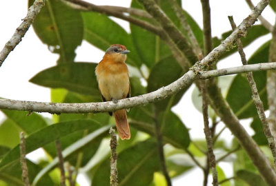 Chestnut-crowned Becard