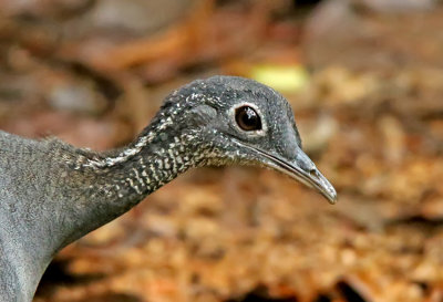 Gray Tinamou