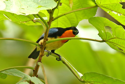 Orange-throated Tanager