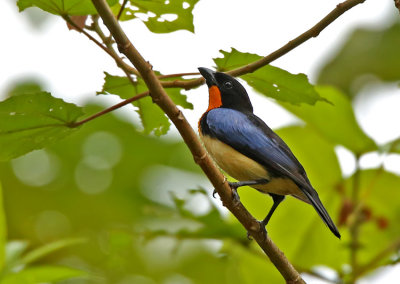 Orange-throated Tanager