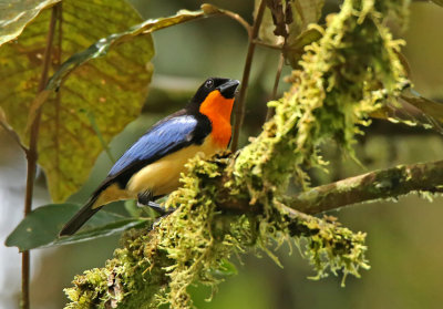 Orange-throated Tanager