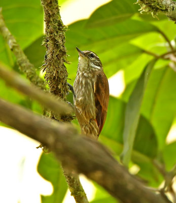 Slender-billed Xenops