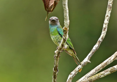 Swallow Tanager