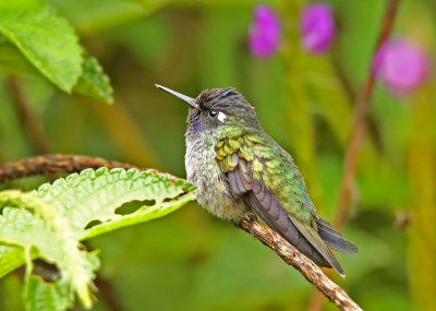 Violet-headed Hummingbird