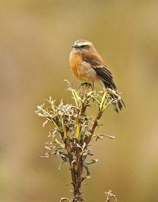 Brown-backed Chat-Tyrant