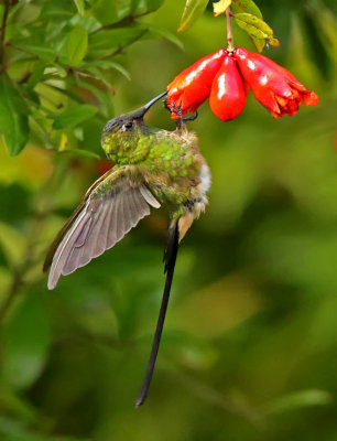 Black-tailed Trainbearer