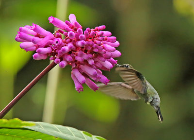 Blue-fronted Lancebill