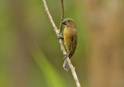 Large-billed-Seed-Finch.jpg