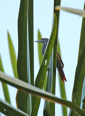 Point-tailed Palmcreeper