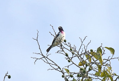 Purple-throated Cotinga