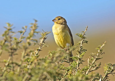 Grassland Yellow-Finch