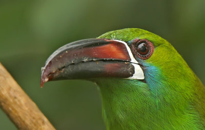 Crimson-rumped Toucanet