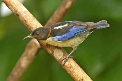 Golden-collared Honeycreeper