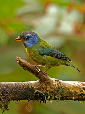 Moss-backed Tanager