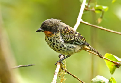 Rufous-throated Tanager