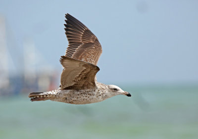 Kelp Gull