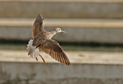 Lesser Yellowlegs