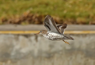 Spotted Sandpiper