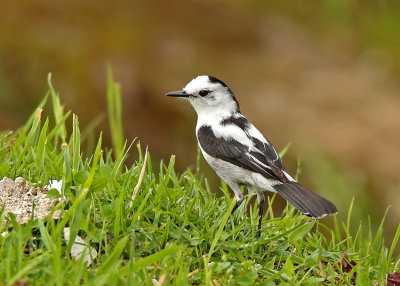 Pied Water-Tyrant