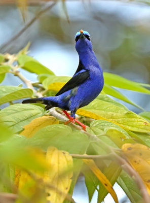 Red-legged Honeycreeper