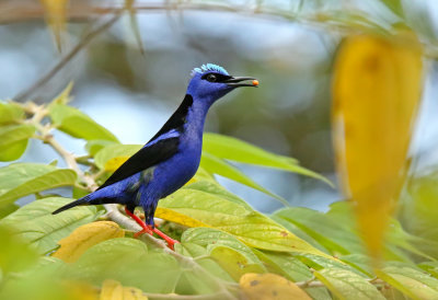 Red-legged Honeycreeper