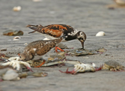 Ruddy Turnstone