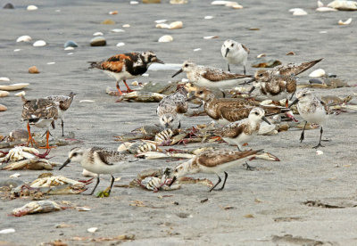 Sanderling and Turnstone