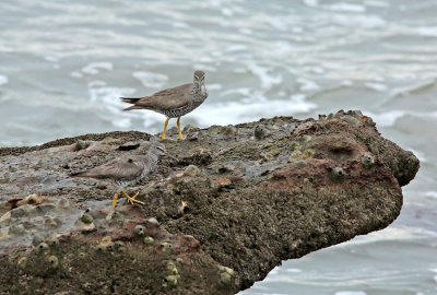 Wandering Tattler