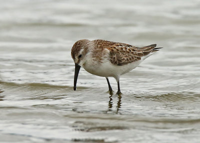 Western Sandpiper