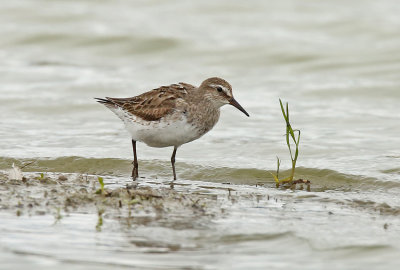 White-rumped Sandpiper