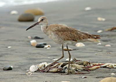 Willet