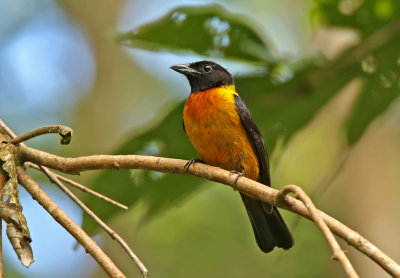 Fulvous Shrike-Tanager