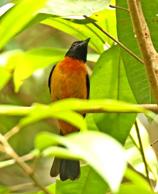 Fulvous Shrike-Tanager