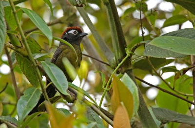 White-rimmed Brush-Finch