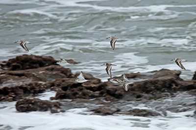 Sanderling