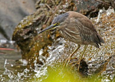 Striated Heron