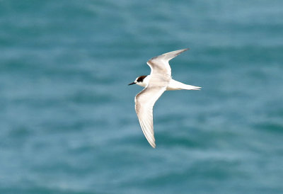 Arctic Tern