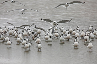 Franklin's Gull