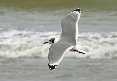 Franklin's Gull