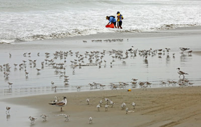 Sanderling