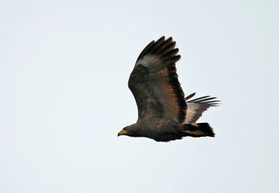 Common Black-Hawk