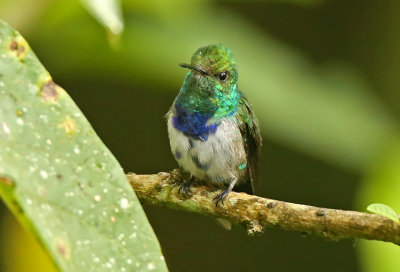 Violet-bellied Hummingbird