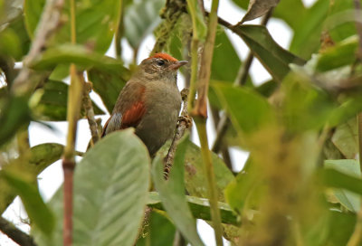 Line-cheeked Spinetail