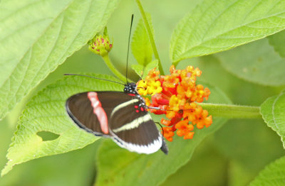 Butterfly Buenaventura