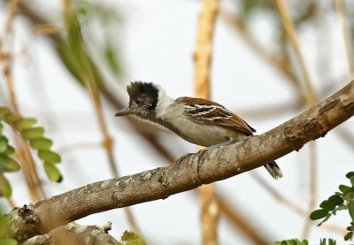 Collared Antshrike