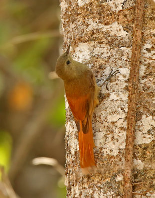 Olivaceous Woodcreeper
