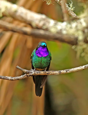 Purple-throated Sunangel