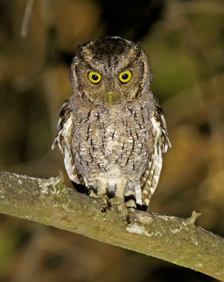 West Peruvian Screech-Owl