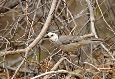 White-headed Brushfinch