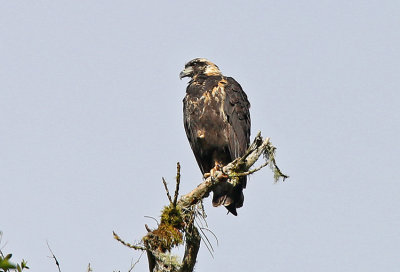 Solitary Eagle